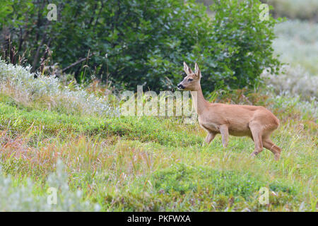 Le chevreuil (Capreolus capreolus), DOE, Tyrol, Autriche Banque D'Images