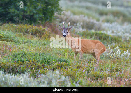 Le chevreuil (Capreolus capreolus), Roebuck, Tyrol, Autriche Banque D'Images