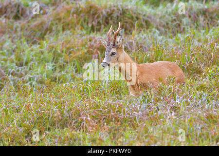 Le chevreuil (Capreolus capreolus), Roebuck, Tyrol, Autriche Banque D'Images