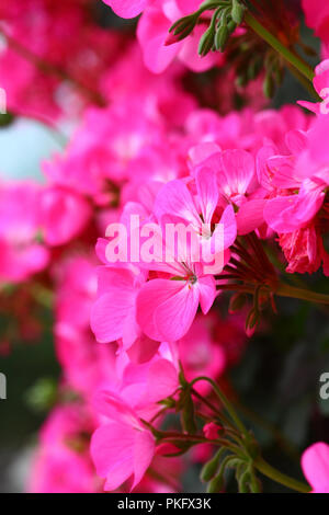 Fleurs rose Banque D'Images