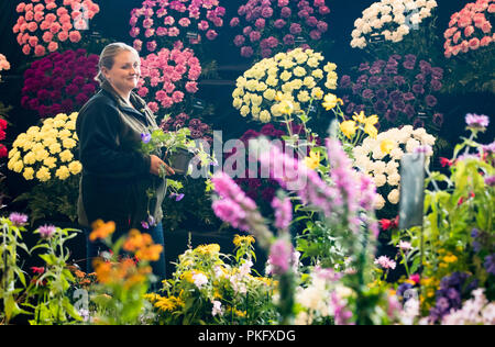 Les préparations sont faites sur la mise en scène la veille de l'Harrogate Automne Flower Show au Yorkshire. Banque D'Images