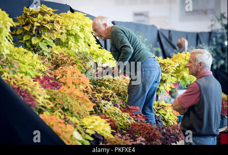 Les préparations sont faites sur la mise en scène la veille de l'Harrogate Automne Flower Show au Yorkshire. Banque D'Images