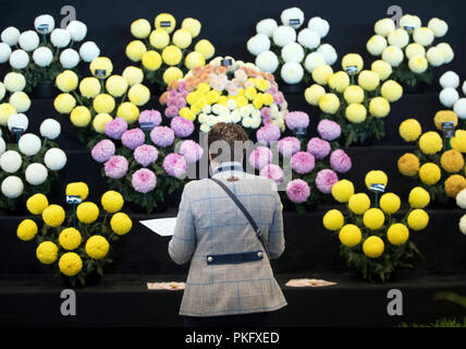 Les préparations sont faites sur la mise en scène la veille de l'Harrogate Automne Flower Show au Yorkshire. Banque D'Images