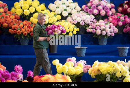 Les préparations sont faites sur la mise en scène la veille de l'Harrogate Automne Flower Show au Yorkshire. Banque D'Images