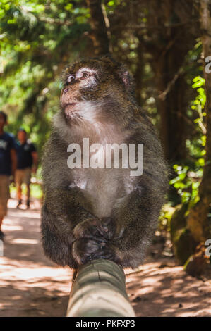 Les Macaques de Barbarie ou magot à la montagne des singes dans kintzheimen Alsace, France Banque D'Images