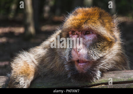 Les Macaques de Barbarie ou magot à la montagne des singes dans kintzheimen Alsace, France Banque D'Images
