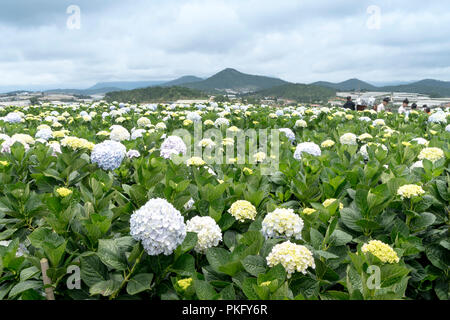 Domaine de l'hortensia fleurs, ces belles fleurs sont des terres cultivées à Da Lat, Vietnam Banque D'Images