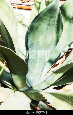 Agave salmiana, plante succulente, de l'Agave Salmiana var Ferox, usines mexicaines, plante mexicaine, succulentes, des plantes, de l'Agave, Evergreen, salmiana Banque D'Images