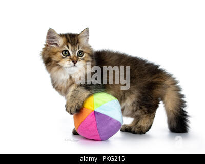 Fluffy British Longhair chaton jouant avec un côté multi colored balle molle, à côté de l'appareil photo, isolé sur fond blanc Banque D'Images