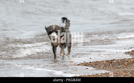 Heacham, Norfolk. 13Th Sep 2018. Météo France : Que le temps chaud est prêt à retourner, Cookie le cockapoo chien va courir le long de la plage à Heacham, Norfolk, le 13 septembre 2018. Crédit : Paul Marriott/Alamy Live News Banque D'Images