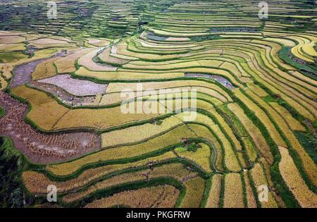 Danzhai. 13 Sep, 2018. Photo aérienne prise le 13 septembre 2018 montre les agriculteurs de la récolte du riz sur les champs en terrasses à Shanghai Village de Longquan Ville située dans le comté de Danzhai, au sud-ouest de la province du Guizhou en Chine. Credit : Huang Xiaohai/Xinhua/Alamy Live News Banque D'Images