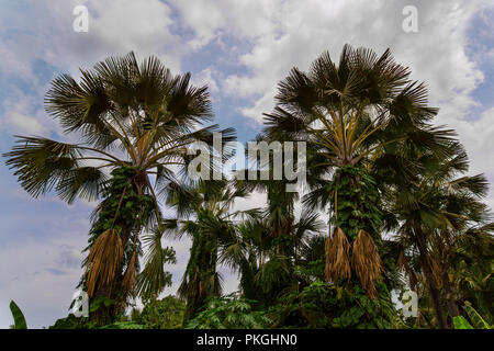 Corypha, Asiatique, palmier buri, fruits de Palmier Talipot, la floraison une fois dans une vie, Corypha umbraculifera, grand fan de palmiers, importance économique palm Banque D'Images