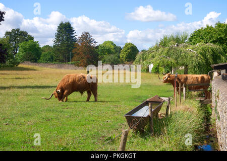 Scottish Highland taureaux entrant dans le paddock à Wells, Somerset, UK Banque D'Images