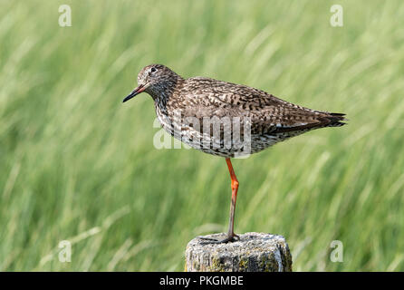 Chevalier Gambette (Tringa totanus) en plumage nuptial, un oiseau espèces nichant dans les marais salant, côte de la mer du Nord, Schleswig-Holstein, Allemagne Banque D'Images