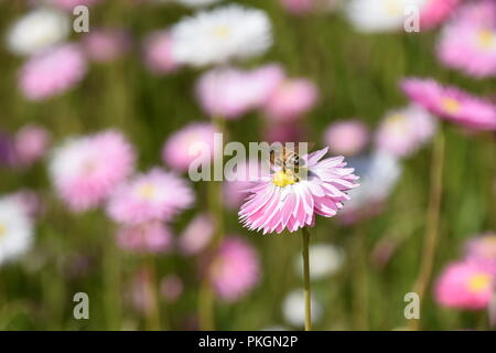 La collecte du pollen d'abeille avec pleine corbeille à pollen (Corbicula) laissant fleur indigène australienne Banque D'Images