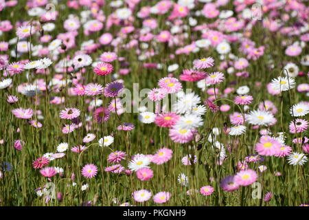 Domaine de fleurs sauvages de l'Australie blanche et rose Banque D'Images