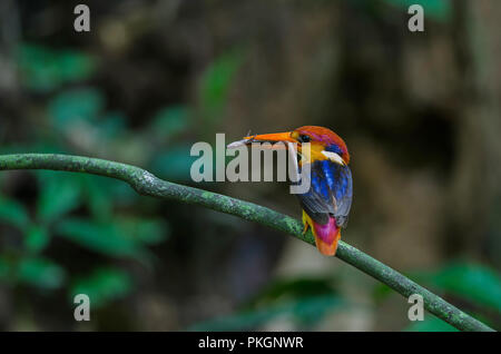 Soutenu noir ou Kingfisher Martin-Pêcheur Nain oriental perché sur branch Banque D'Images