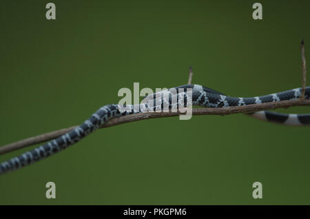 Bride commune Wolf Snake sur l'arbre dans la nature, ou serpent bride commune (Dryocalamus davisonii) Banque D'Images