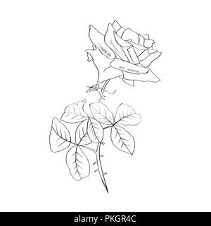 La ligne de contour rose illustration. Fleur et feuilles de fer barbelé. Dessin au crayon Rose. Fleur de jardin croquis. Carte postale, logo, couvrir, tatouage floral design élément. Vector isolé sur fond blanc Illustration de Vecteur