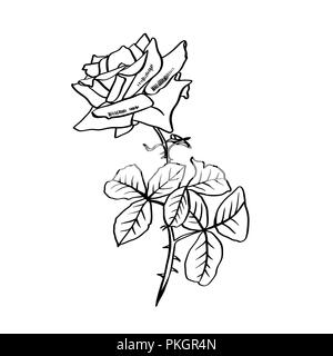 La ligne de contour rose illustration. Fleur et feuilles de fer barbelé. Dessin au crayon Rose. Fleur de jardin croquis. Carte postale, logo, couvrir, tatouage floral design élément. Vector isolé sur fond blanc Illustration de Vecteur