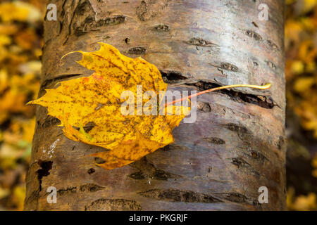 Couleur d'automne feuille d'érable sur un tronc d'arbre Banque D'Images