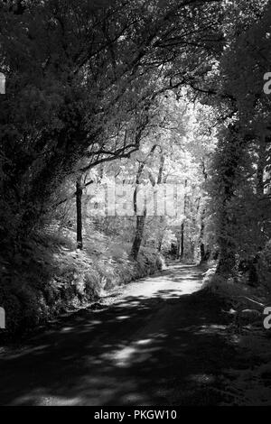 Route de la forêt profonde du parc national de Peneda Geres, nord du Portugal. Utilisé filtre infrarouge. Banque D'Images