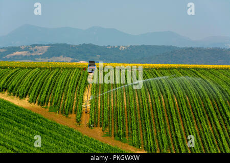 L'arrosage d'un champ de maïs, plaine de Limagne, département Puy de Dome, Auvergne, Rhone Alpes, France, Europe Banque D'Images