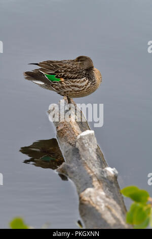 Une femelle sarcelle (Anas crecca) dormir sur un journal à moitié submergé près de l'étang de castors Lac Maxwell à Hinton, Alberta, Canada. Banque D'Images