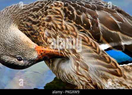 Une vue latérale d'un canard colvert femelle ses plumes d'élagage Banque D'Images