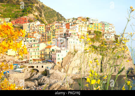 MANAROLA ITALIE - Le 25 avril 2011 ; les fleurs sauvages en premier plan des bâtiments traditionnels du bâti du village à flanc de falaise bâti sur le roc au Cinque Terre sur moi Banque D'Images