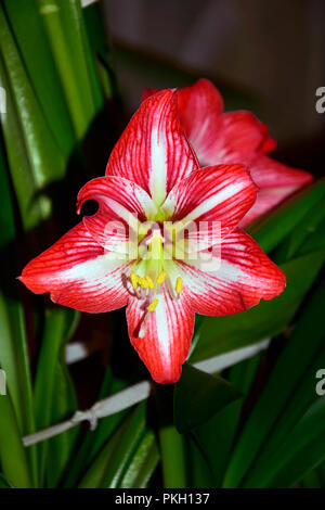 Fleur épanouie pleinement d'une variété inconnue de amaryllis, probablement Saint Joseph's lily, pétales rouge pourpre avec réticulation blanc, fond vert Banque D'Images