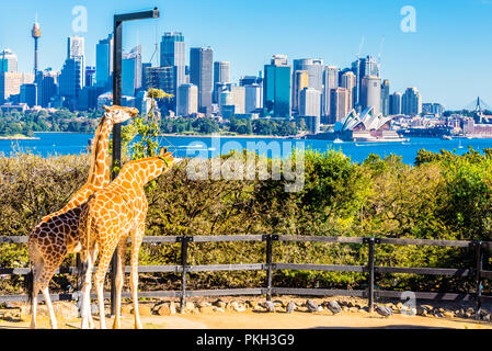 Sydney, Sydney / AUSTRALIE - Le 14 juillet 2016 : Les Girafes au zoo de Sydney avec vue sur l'Opéra de Sydney et de l'environnement urbain, bleu ciel et l'océan Banque D'Images