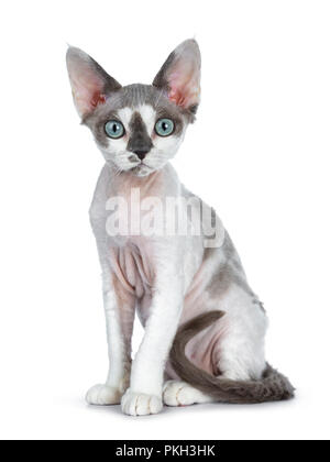 Point bleu adorable tonkanese avec Devon Rex chatons chat blanc fille assise côté isolé sur un fond blanc à droite en verre avec gorg Banque D'Images