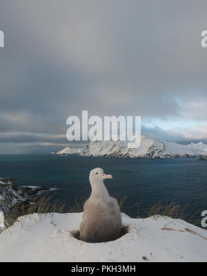 Un albatros downy chick (Diomedia exulans) sur son nid dans la neige sur l'île Bird, Georiga du sub-antarctiques, Banque D'Images