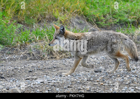 Une vue de côté droit d'une nature sauvage le coyote (Canis latrans) longe le côté d'une route de gravier dans des régions rurales de l'Alberta, Canada. Banque D'Images