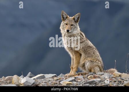 Un wild western coyote (Canis latrans) ; assis détendu sur une colline dans les régions rurales de l'Alberta Canada Banque D'Images