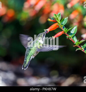 Colibri à gorge rubis (Archilochus colubris), femme, sur l'alimentation de l'usine de cigares mexicains, Cuphea, Manitoba, Canada. Banque D'Images