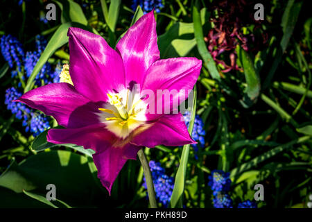 Pays-bas,Lisse,Europe, un vase rempli de fleurs violettes Banque D'Images