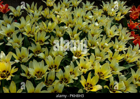 Pays-bas,Lisse,Europe, un vase rempli de fleurs violettes Banque D'Images