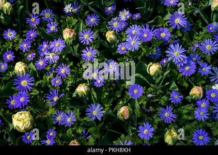 Pays-bas,Lisse,Europe, un vase rempli de fleurs violettes Banque D'Images