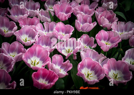 Pays-bas,Lisse,Europe, un vase rempli de fleurs violettes Banque D'Images