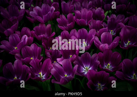 Pays-bas,Lisse,Europe, un vase rempli de fleurs violettes Banque D'Images