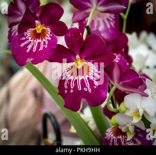 Pays-bas,Lisse,l'Europe, un gros plan d'une fleur Banque D'Images