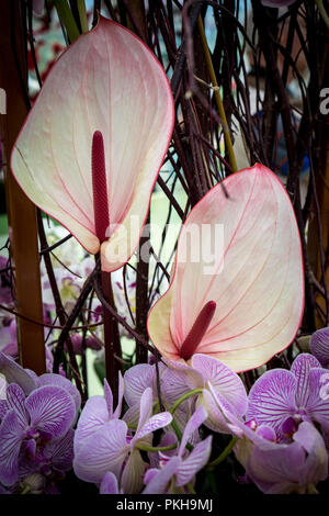Pays-bas,Lisse,Europe, close-up OF PINK FLOWERING PLANT Banque D'Images