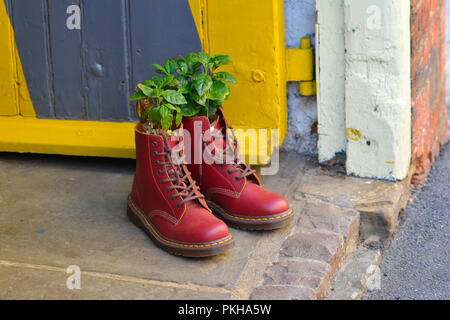 Un par de Dr Martens boots rouge avec des plantes de plus en plus à l'extérieur d'un café à Northampton, Royaume-Uni Banque D'Images