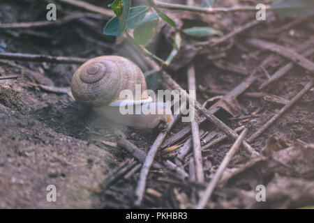 Escargot rampant sur le sol Banque D'Images