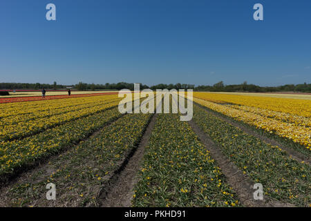 Pays-bas,Lisse,Europe, un grand long train sur une piste près d'un champ Banque D'Images