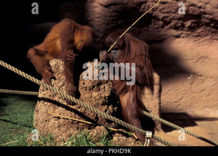 Pas 1033335 Pongo pygmaeus orang-outan de Sumatra Sumatra Indonésie originaire d'abeli Banque D'Images