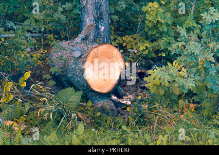Le plan moyen des sciages de Pin tronc d'un arbre avec des anneaux annuels Banque D'Images