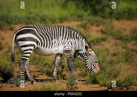 Zèbre de montagne du cap (Equus zebra) dans l'habitat naturel, Mountain Zebra National Park, Afrique du Sud Banque D'Images